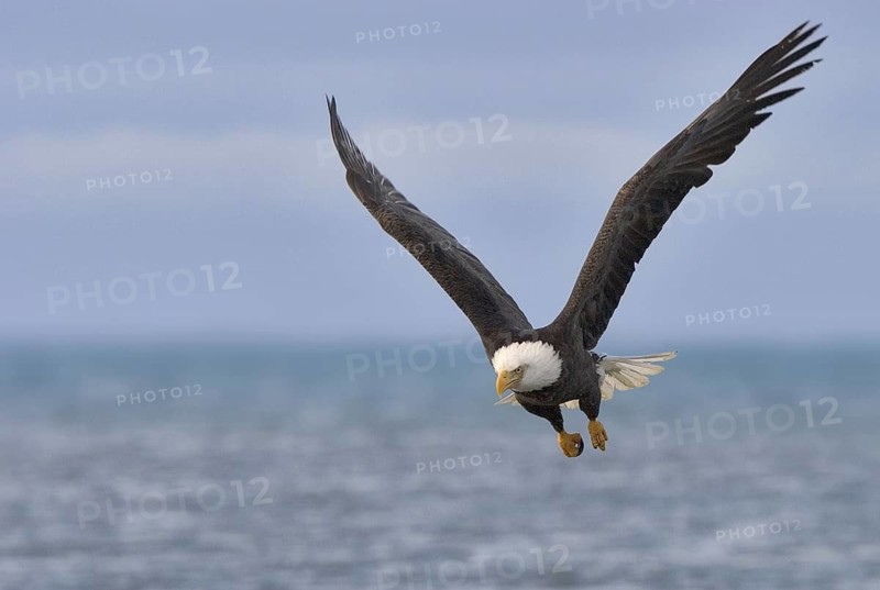 Bald Eagle (Haliaeetus leucocephalus), Alaska, USA