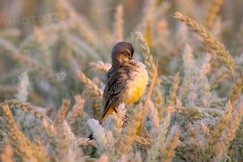 A sheeptail sits in a wheat field near Frankfurt am Main, Frankfurt am Main, Hesse, Germany