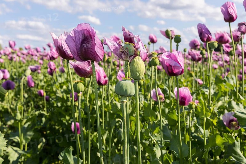 Field with blue poppy (Papaver somniferum) in bloom, Penig, Saxony, Germany