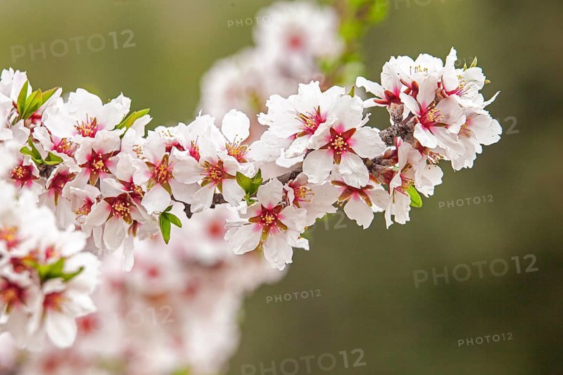 February and march are the key months for the flowering of peach and almond, an explosion of colors that covers thousand of acres in the province of Murcia