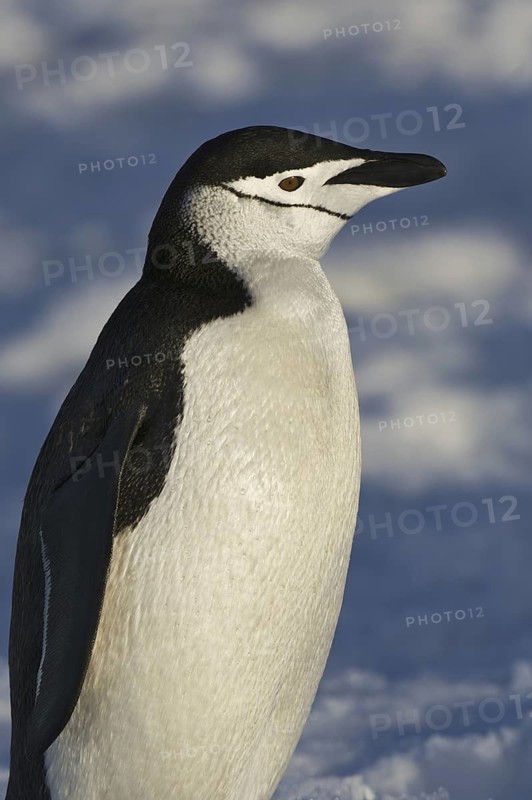 Chinstrap Penguin (Pygoscelis antarcticus), Antarctica
