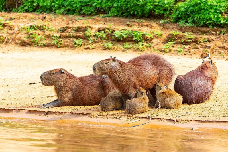 Capybara (Hydrochaeris hydrochaeris) Pantanal Brazil