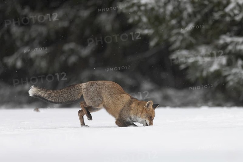 Red fox in the snow, Steinborn, Rhineland-Palatinate, Germany