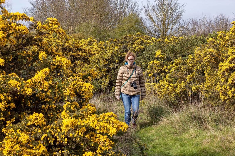 Ginster, woman, walker, The Naze Nature Reserve, Walton-on-the-Naze, England, Great Britain