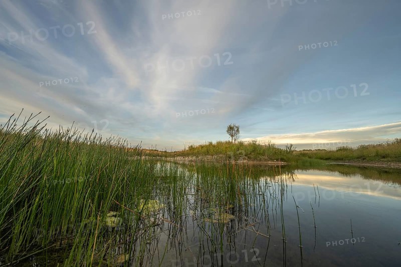 Pond, a favorable habitat for dragonflies. There are trees on a hill. The sky is blue and clouds are passing by. It is late afternoon. Bas-Rhin, Alsace, France