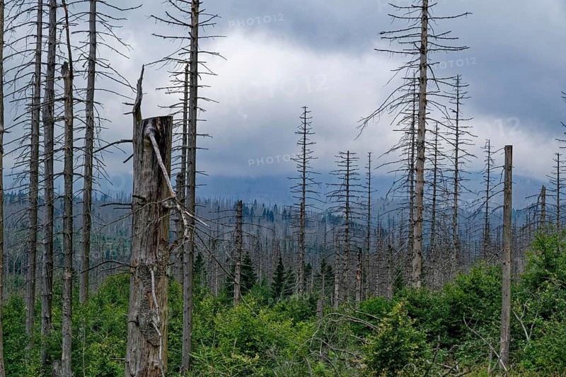 Dead trees, dead wood, and regenerating forest in the morning haze in the countryside in the Harz National Park. Jordanshöhe, St. Andreasberg, Lower Saxony, Germany