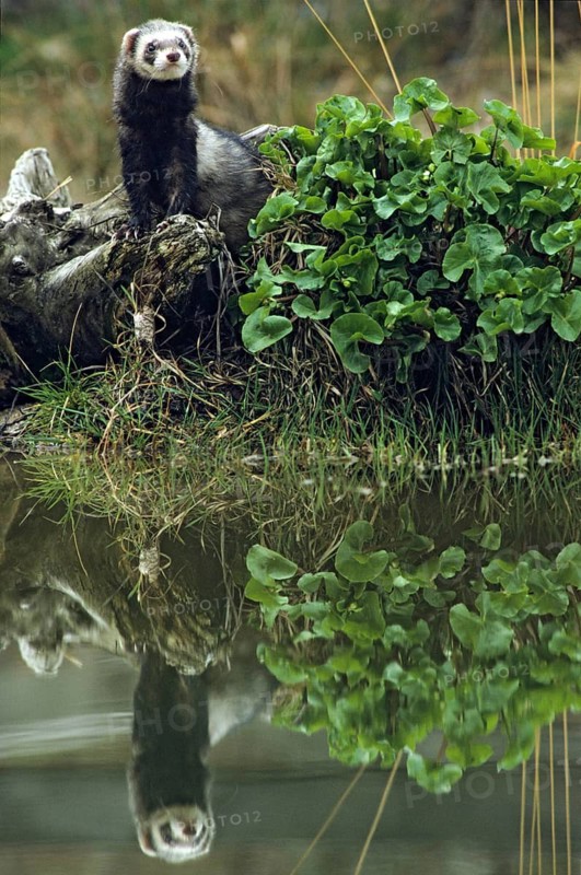 Carnivora, polecat, mustela putorius, polecat, predators, high size, portrait format, mammals, mirror, raptors, mirror image, mammals