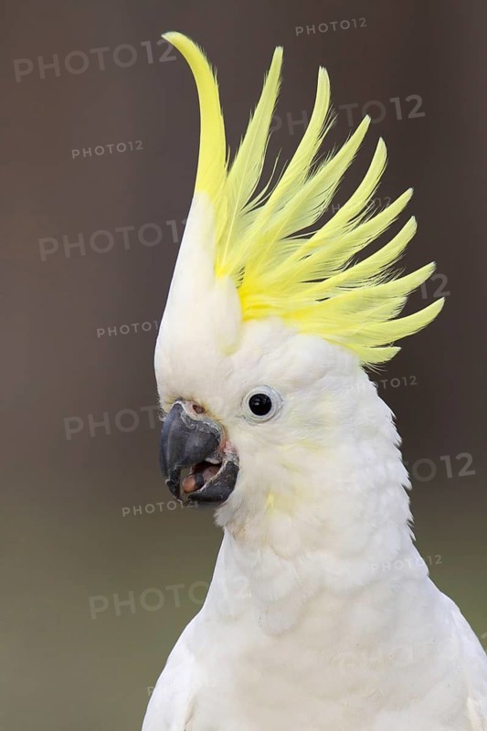 Sulphur-crested Cockatoo (Cacatua galerita), Victoria, Australia