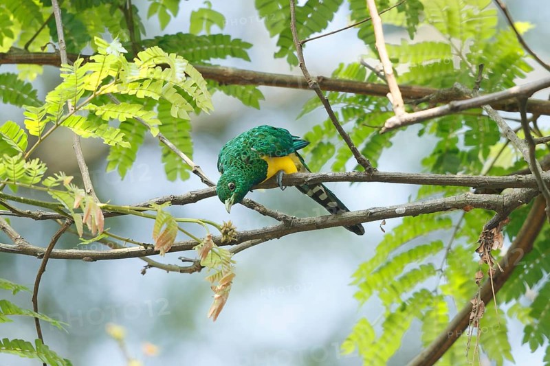 African Emerald Cuckoo (Chrysococcyx cupreus), Uganda