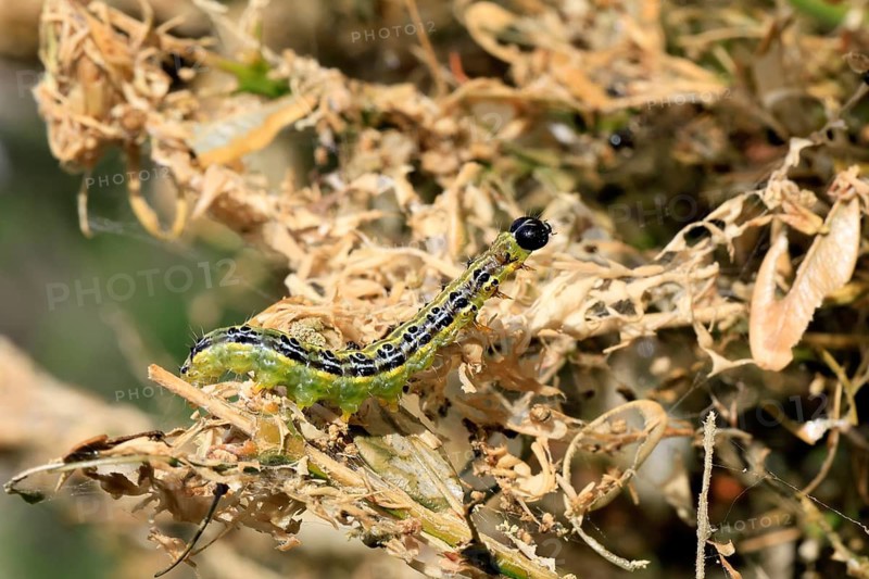 Box tree moth (Cydalima perspectalis), caterpillar, feeding on boxwood, clear feeding, Ellerstadt, Rhineland Palatinate, Germany