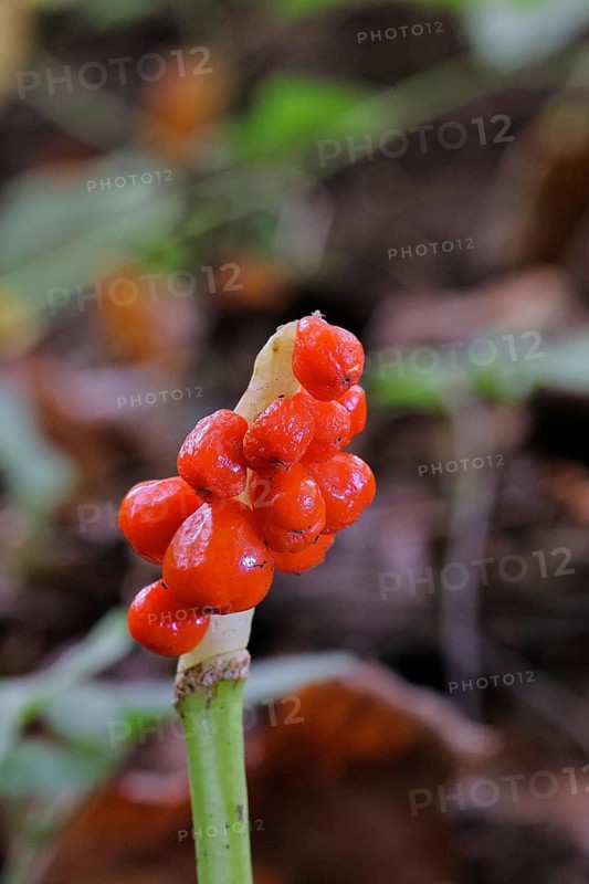 Common arum (Arum maculatum), fruit stand with red fruits in a beech forest, Wilnsdorf, North Rhine-Westphalia, Germany