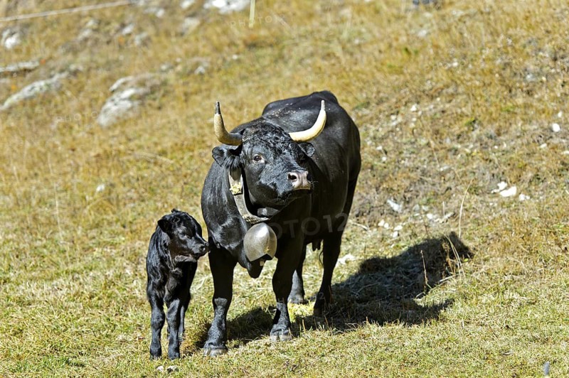 Hérens cow with calf, Arolla Val d'Hérens, Hérens Valley, Valais, Switzerland