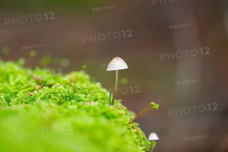 Milky mycena (Mycena galopus) mushroom in a forest in autumn, Bavaria, Germany