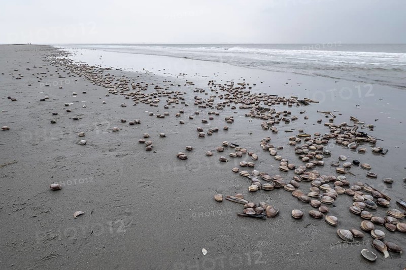 Large pepper mussels (Scrobicularia plana) on the beach, Langeoog, Lower Saxony, Germany