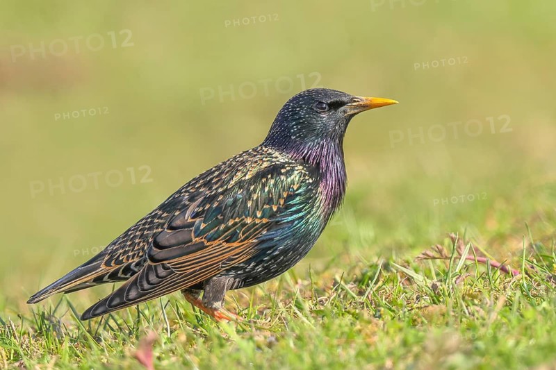 Starlings (Sturnus vulgaris), adult garden bird, foraging in a meadow, nature reserve on the Rhine, Bieslicher insel, old Rhine arm, near Xanten, Lower Rhine, Wesel district, one of the few floodplain landscapes in Germany, in winter, wildlife, nature photography, birds, North Rhine-Westphalia, Germany