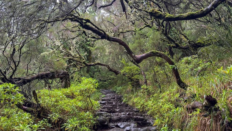 PR6 hiking trail to the 25 springs, along water channel, Levada das 25 Fontes, laurel forest, Rabacal nature reserve, Madeira, Portugal