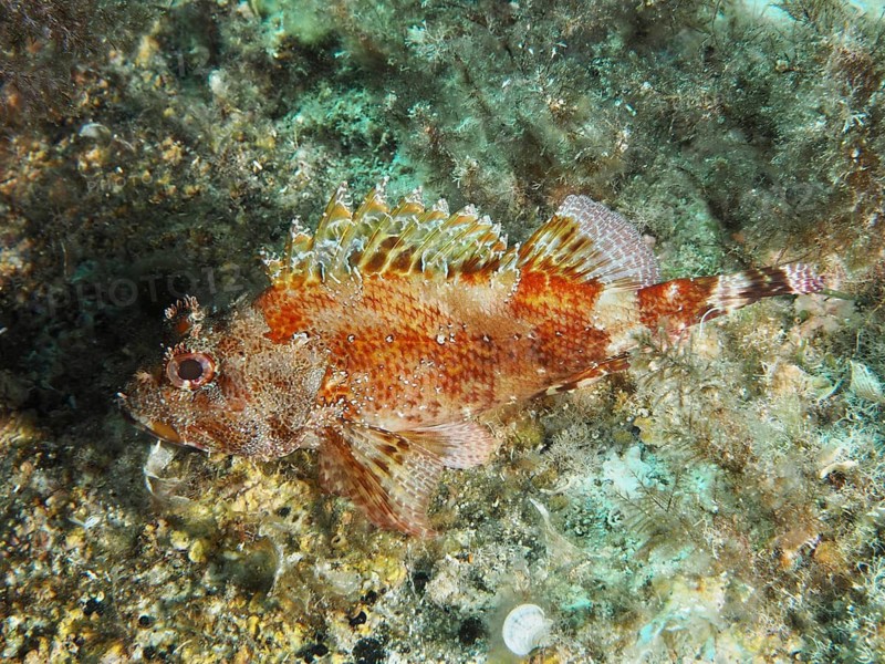 A Madeira scorpionfish (Scorpaena maderensis) on the seabed between algae, dive site Giens Peninsula, Mediterranean Sea, Porquerolles, Provence, Côte d'Azur, France