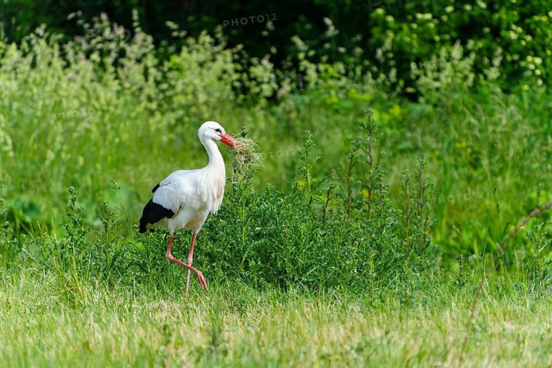A stork with grass in its beak on a green meadow, white stork (Ciconia ciconia), wildlife, Germany