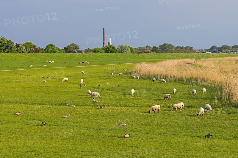 Sheep and geese graze together on the banks of the Elbe, Glückstadt, Schleswig-Holstein, Germany
