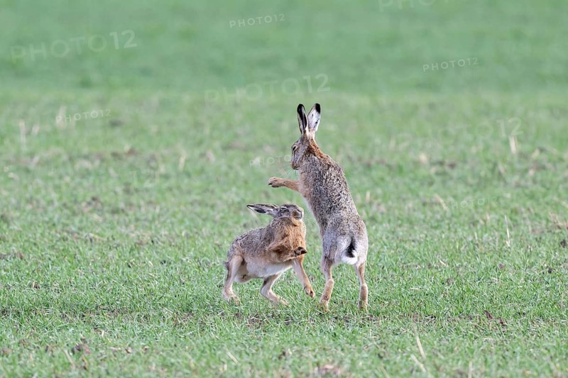 European hare (Lepus europaeus) mating season, so-called gathering time, hares fighting with each other, Lower Austria, Austria