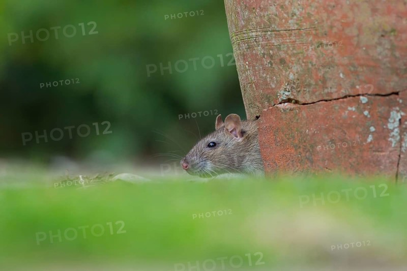 Brown rat (Rattus norvegicus) adult rodent animal looking out of a broken plant pot on a garden patio, England, United Kingdom