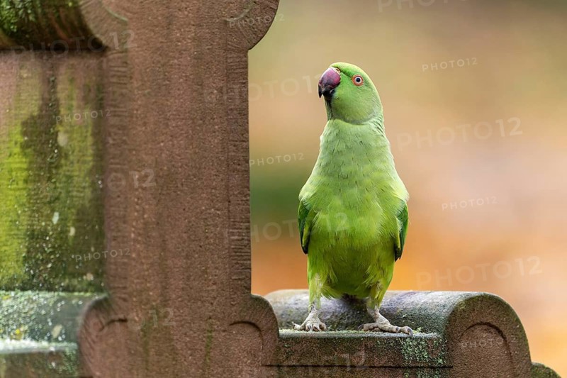 Rose-ringed parakeet (Psittacula krameri) on a gravestone, wildlife, Germany