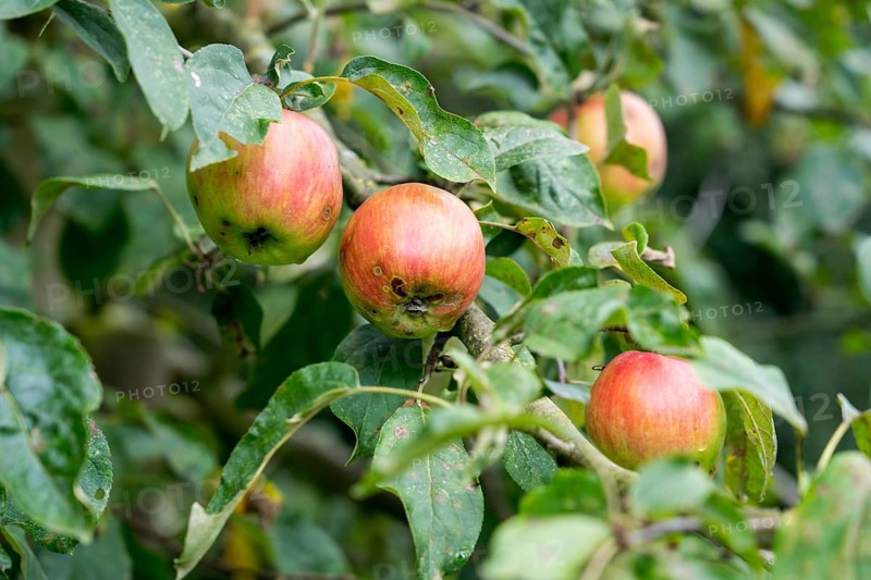 Gravenstein apple, old variety, Germany, Europe