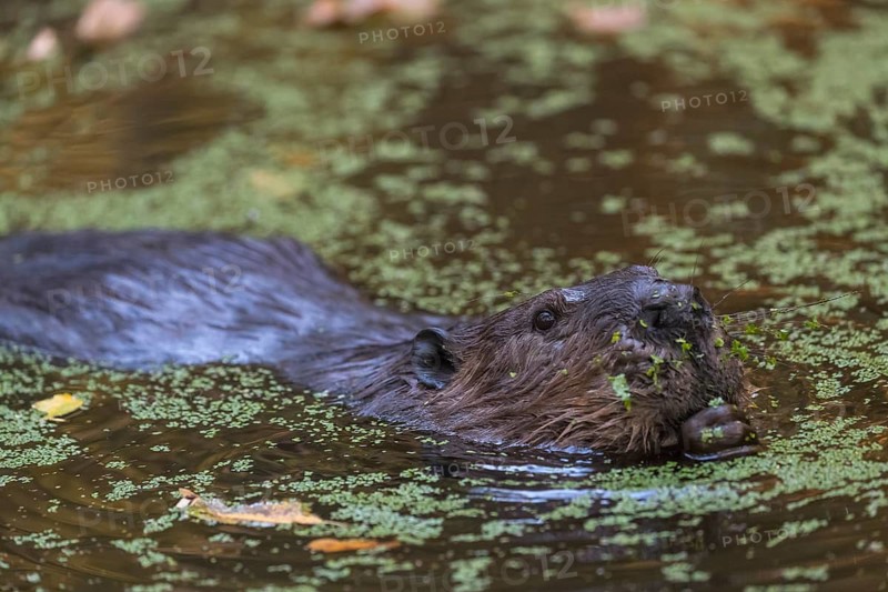 One North American beaver or Canadian beaver, Castor canadensis, swimming through a pond covered with green Lemna minor, the common duckweed