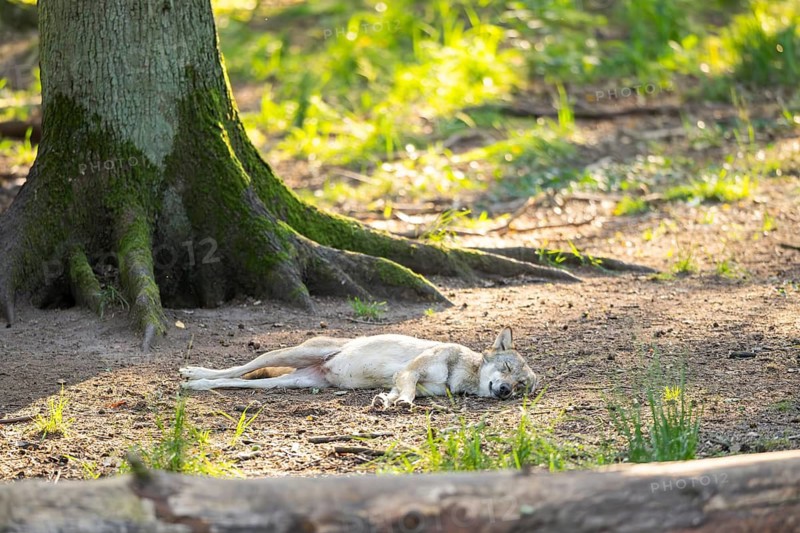 Eurasian wolf (Canis lupus lupus) lying and sleeping in a forest, Hesse, Germany