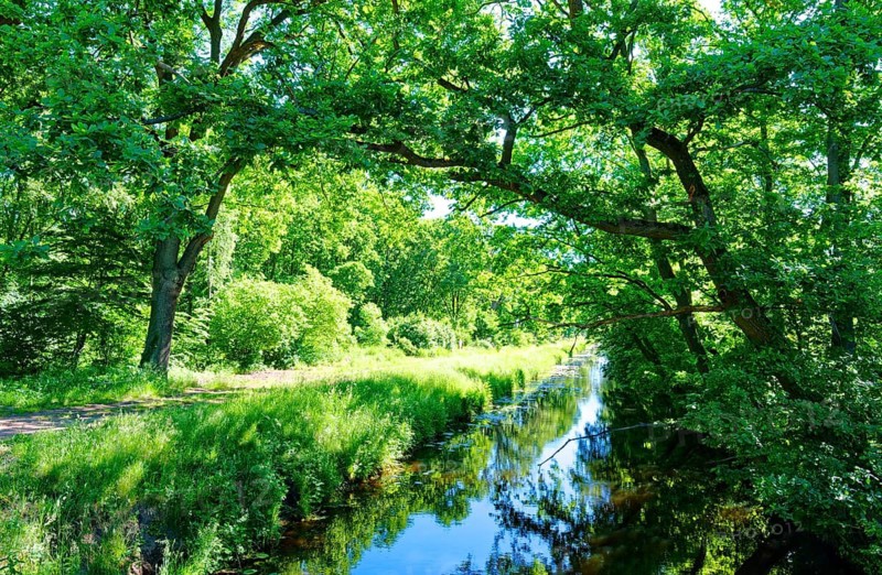 The Ohre flows through wetlands and forest near Mieste in the UNESCO Drömling Saxony-Anhalt Biosphere Reserve. Calvörde, Börde, Saxony-Anhalt, Germany