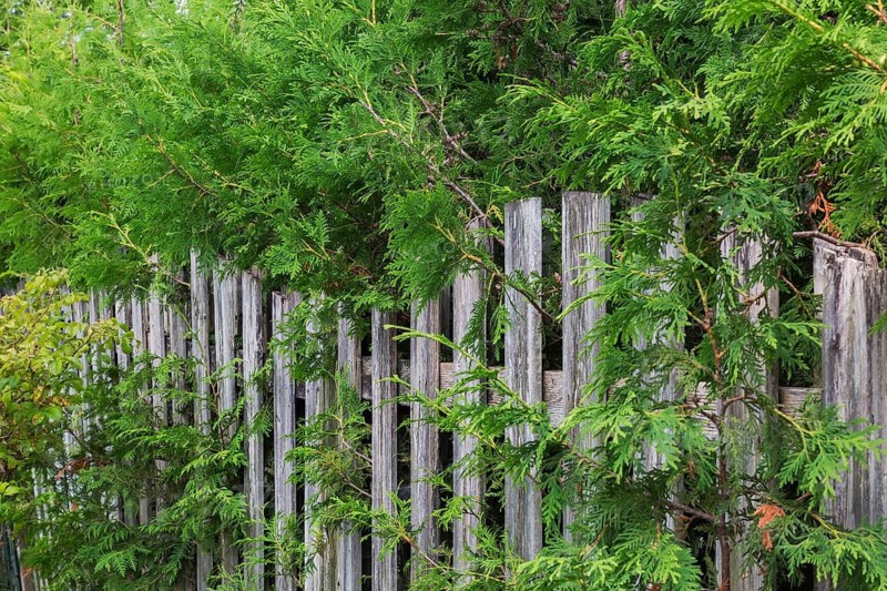 Thuja occidentalis - White Cedar hedge branches growing through wood plank fence on residential backyard property line in summer, Laval, Quebec, Canada