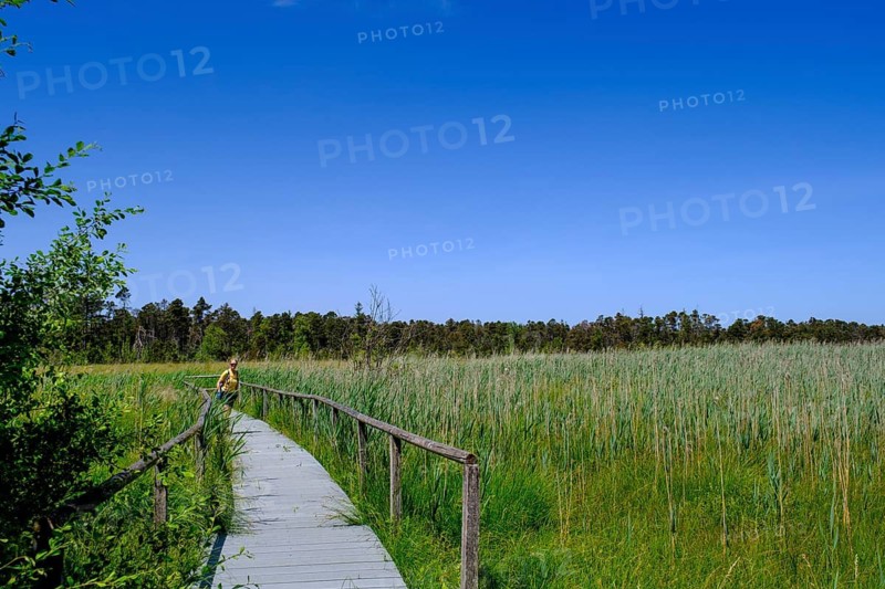 Wurzacher Ried, Bad Wurzach, Upper Swabia, Swabia, Baden-Württemberg, Germany