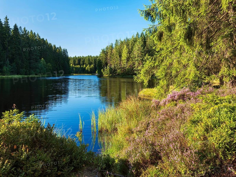 Heideblüte am Vogtlandsee, called moor pond, small forest lake in the Vogtland, Saxony, Germany