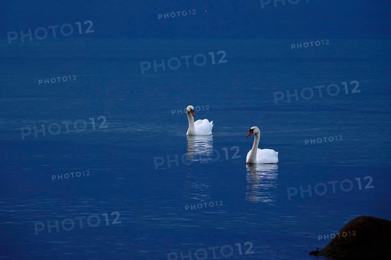 Mute swans, Baltic Sea, Mecklenburg-Western Pomerania, Germany