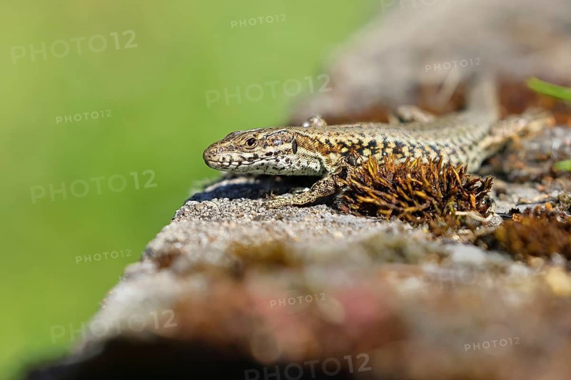 Wall lizard (Podarcis muralis), European wall lizard, in a vineyard, portrait, reptiles, animals, lizards, Cochem, Moselle, Rhineland-Palatinate, Germany