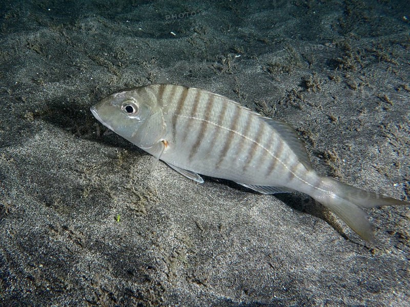 Marble bream (Lithognathus mormyrus) lies on sandy ground in seawater, dive site Playa, Los Cristianos, Tenerife, Canary Islands, Spain