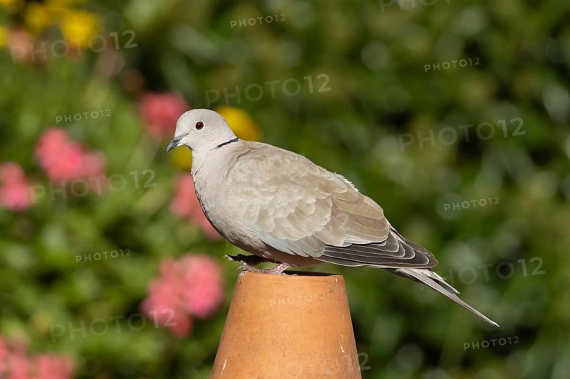 Collared dove (Streptopelia decaocto) adult bird on a garden plant pot, Suffolk, England, United Kingdom