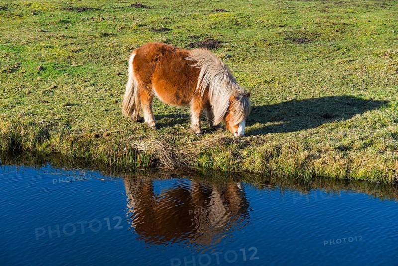 Feeding horse (Equus), Shetland pony reflected in the water, Earnewald, Eernewoude, Friesland, Fryslân, Netherlands