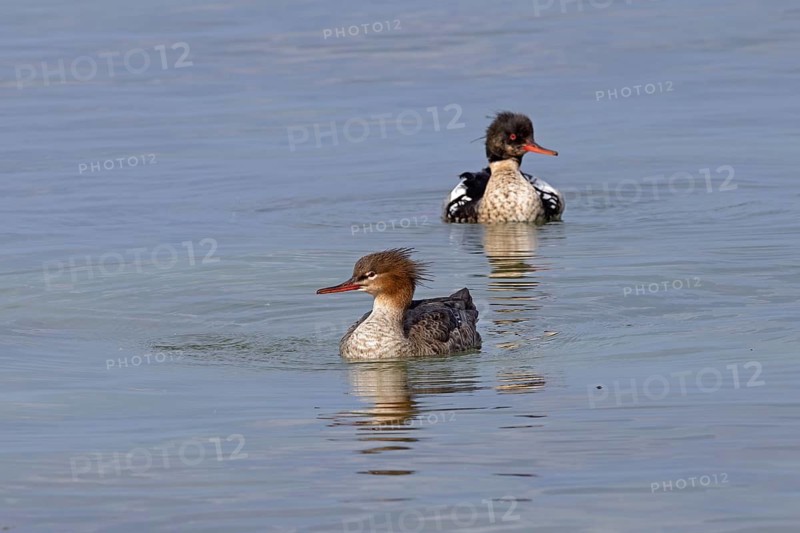 Birds, ducks, red-breasted merganser (Mergus serrator) swimming in the Baltic Sea, female in front, male behind, Altbülk, Strande, Schleswig-Holstein, Germany