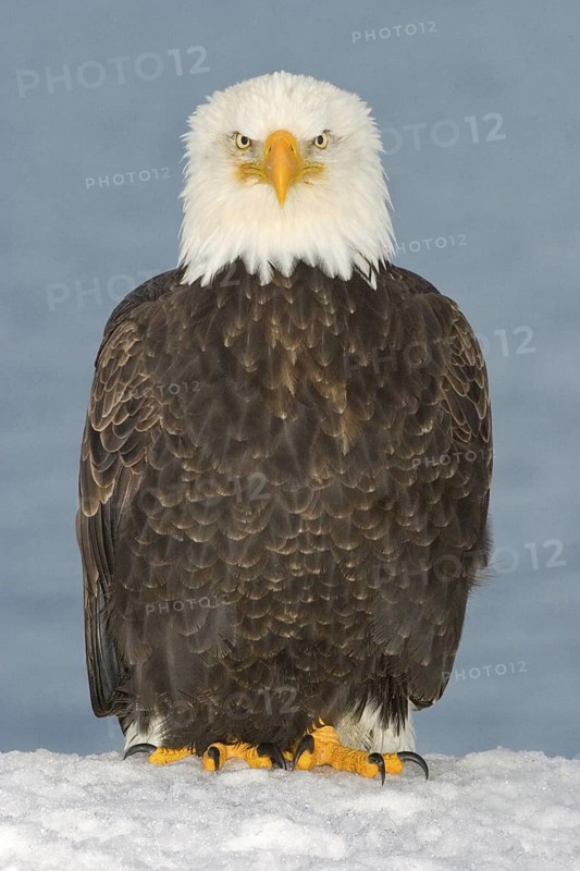 Bald Eagle (Haliaeetus leucocephalus), Alaska, USA