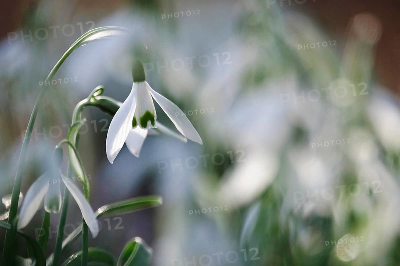 Snowdrops (Galanthus), February, Germany