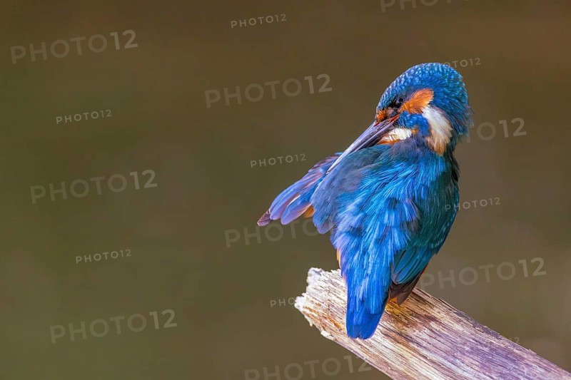 A common kingfisher (Alcedo atthis) preening its plumage on a perch, kingfishers (Alcedinidae), Upper Danube nature park Park, Baden-Württemberg, Germany