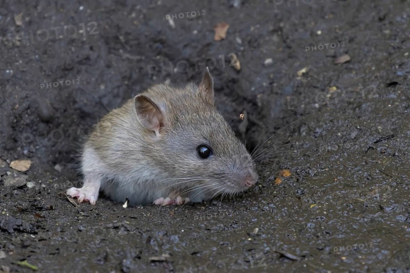 Brown rat (Rattus norvegicus) adult rodent animal emerging from a burrow hole entrance, England, United Kingdom