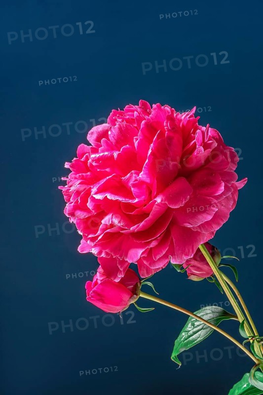 Vibrant pink peonies in full bloom are elegantly displayed against a rich dark blue background. The vivid contrast highlights the delicate texture and lush petals of the flowers