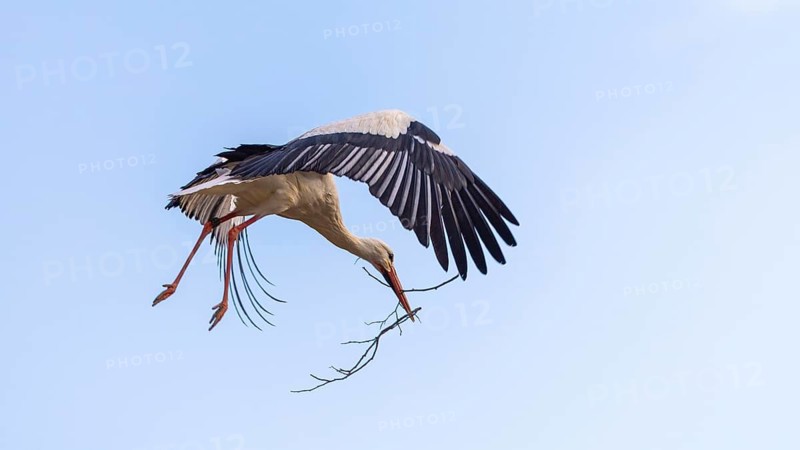 White stork (Ciconia ciconia), flying to the nest with nesting material in its beak, Affenberg, Salem, Lake Constance region, Baden-Württemberg, Germany
