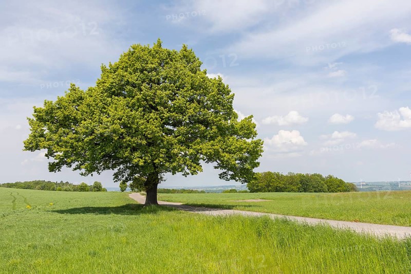 Single standing oak (quercus) on a hill in Burkersdorf, Kirchberg, Saxony, Germany