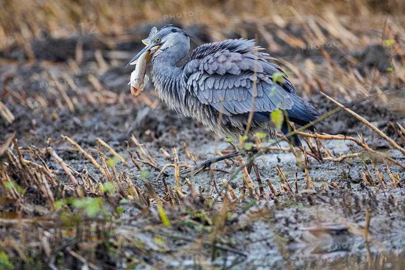 Grey heron (Ardea cinerea) Germany