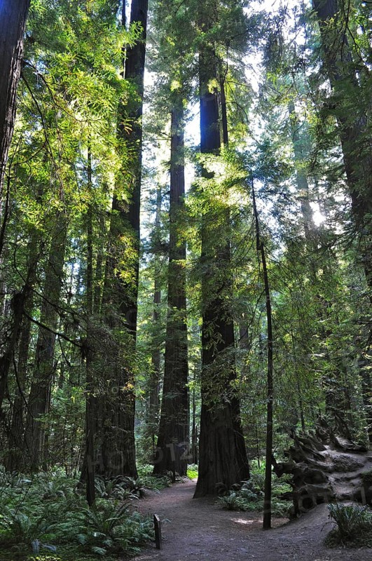 Hiking trail through a redwood forest, coast redwood (Sequoia sempervirens), with play of light and shadow, Humboldt Redwoods State Park, California, USA