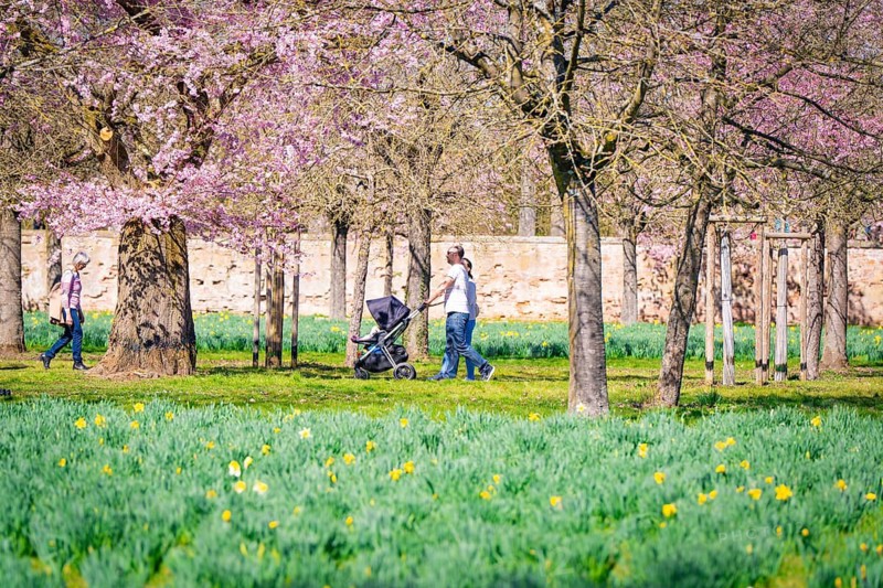 People walking under blossoming cherry trees on a sunny spring day in the park, Schwetzingen Palace Gardens, Germany