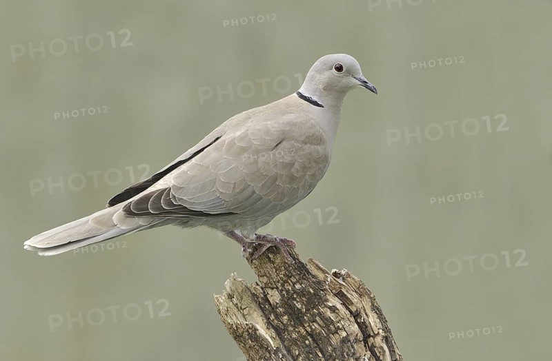 Eurasian Collared Dove (Streptopelia decaocto), Canada